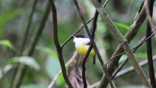 White-collared Manakin - ML654515199