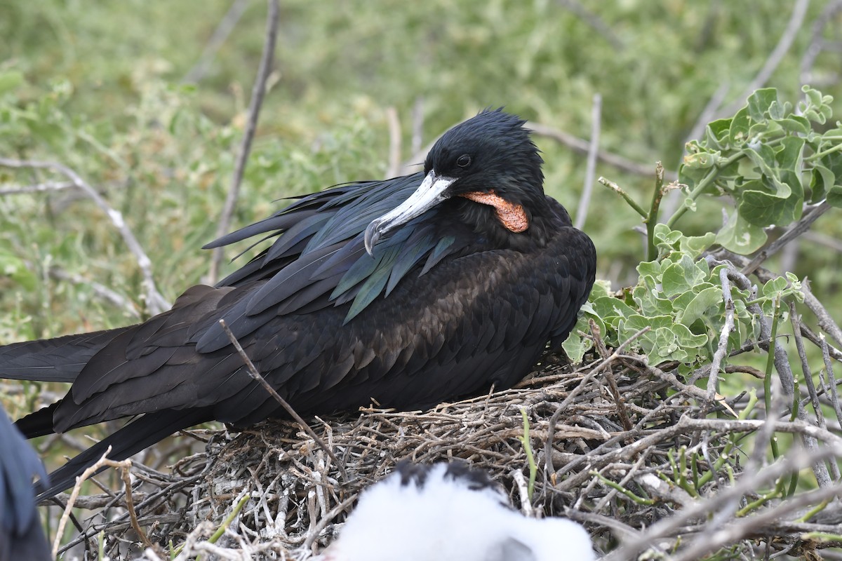 פריגט גדול - ML654515222