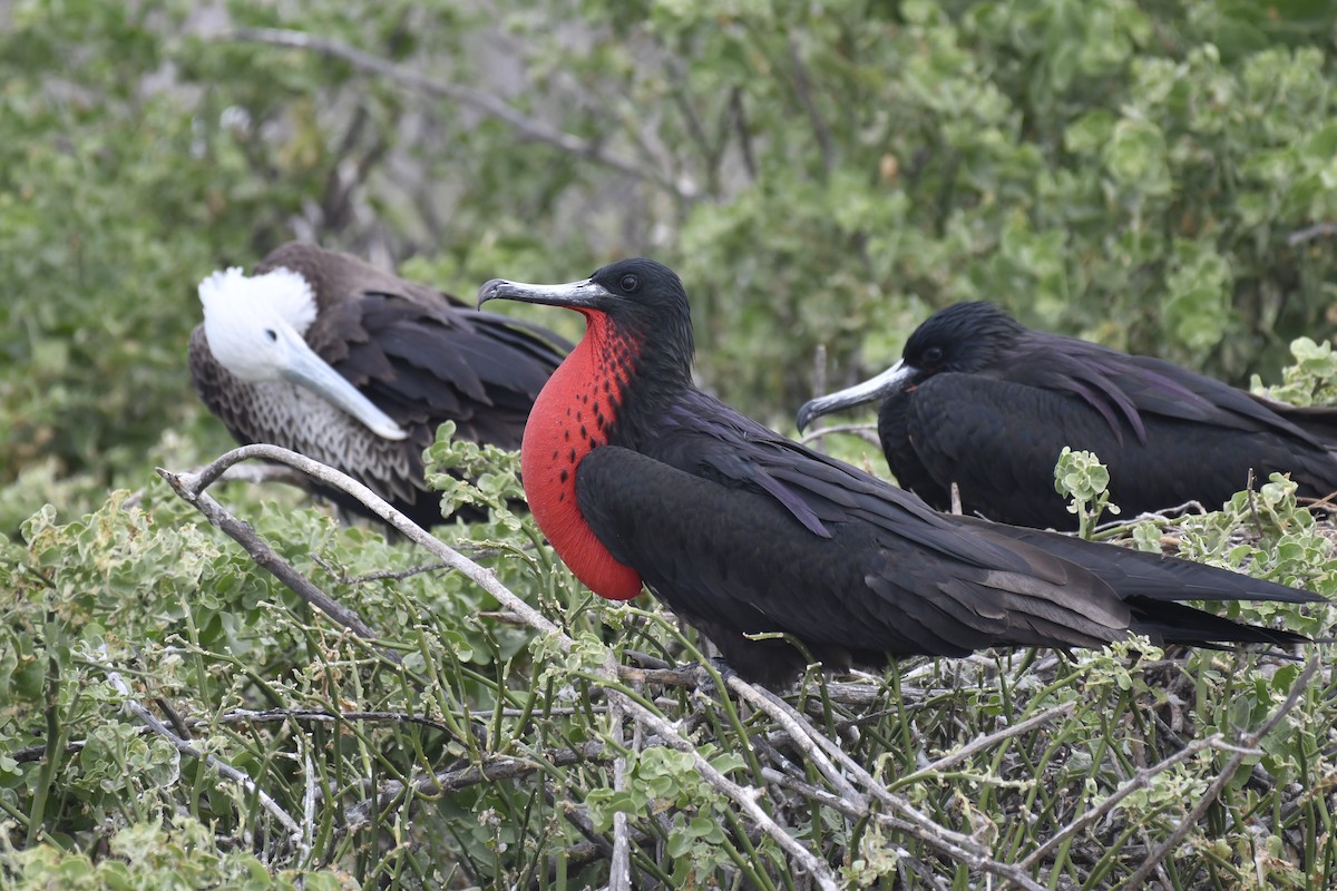 פריגט הדור - ML654515234