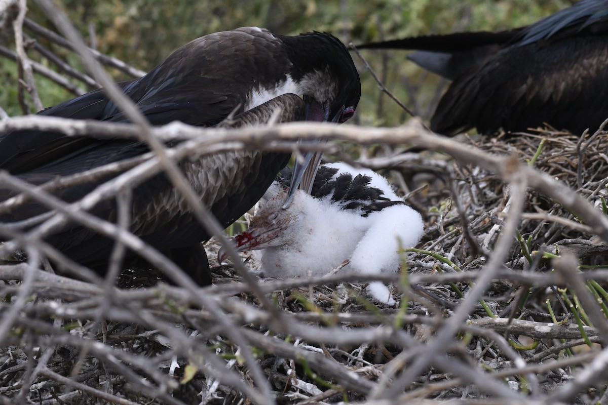 פריגט גדול - ML654515244
