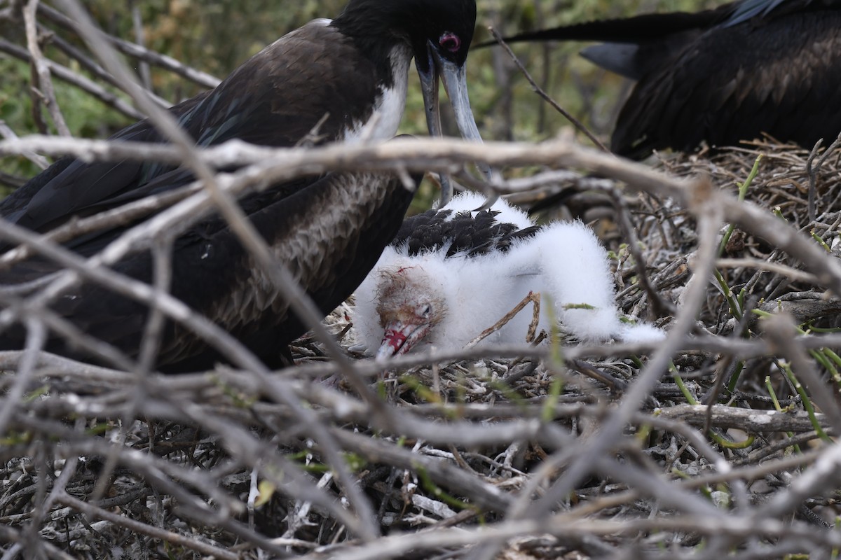 פריגט גדול - ML654515261