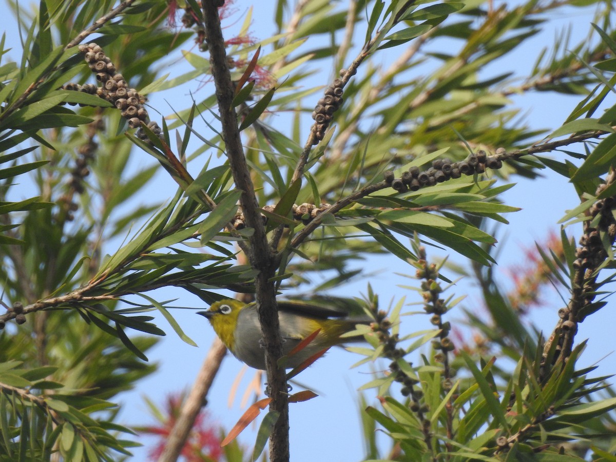 Gangesbrillenvogel - ML654515284