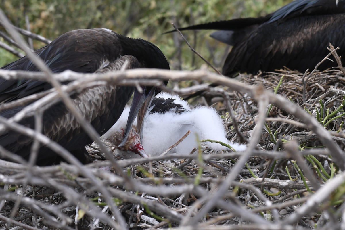 פריגט גדול - ML654515292