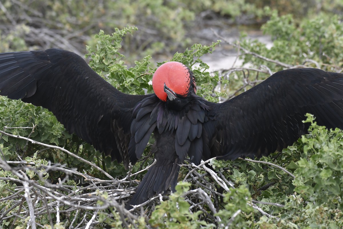 פריגט הדור - ML654515304