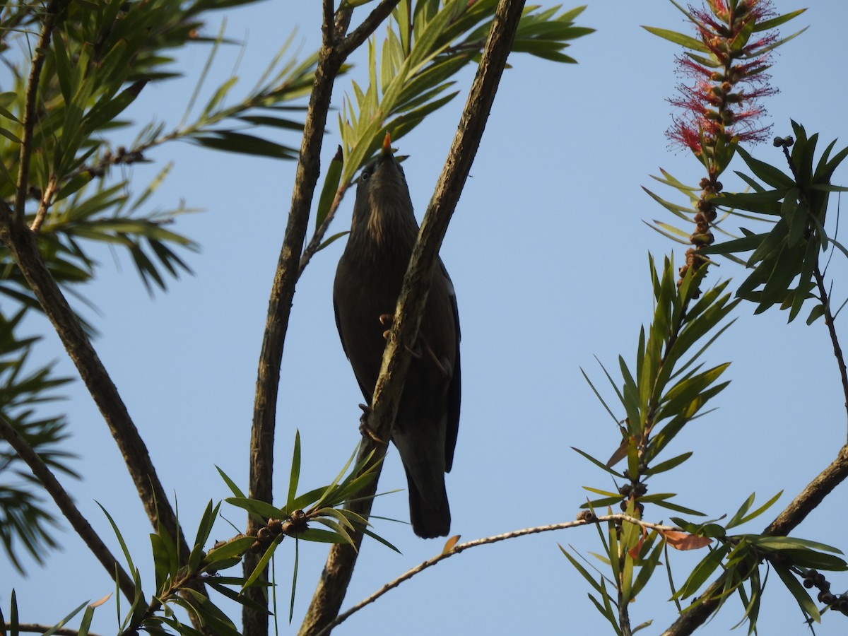 Graukopfstar - ML654515320