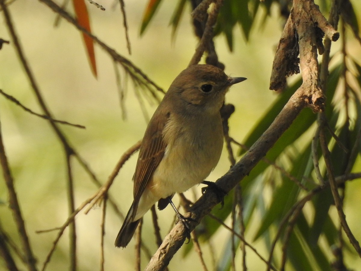 Taigaschnäpper - ML654515364