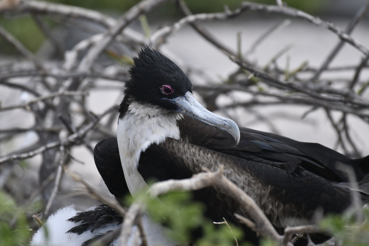 פריגט גדול - ML654515386