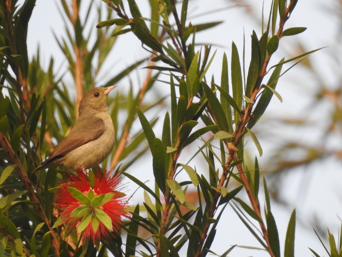 Blassschnabel-Mistelfresser - ML654515397