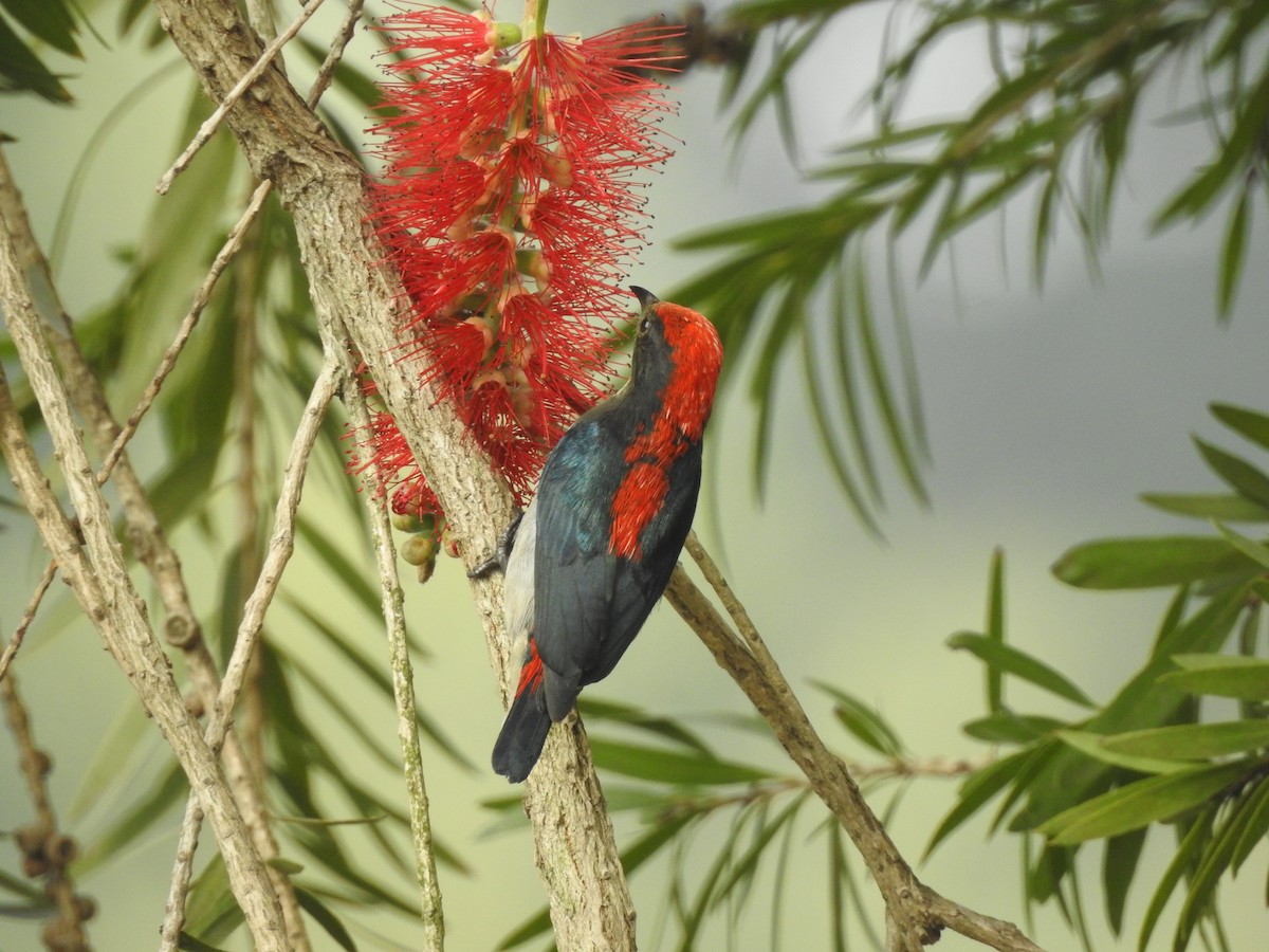 Scharlachmistelfresser - ML654515469