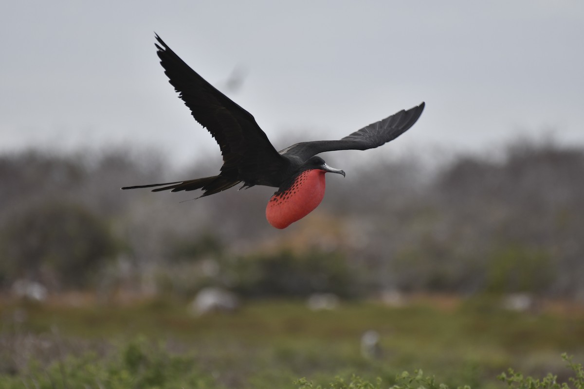 פריגט הדור - ML654515475