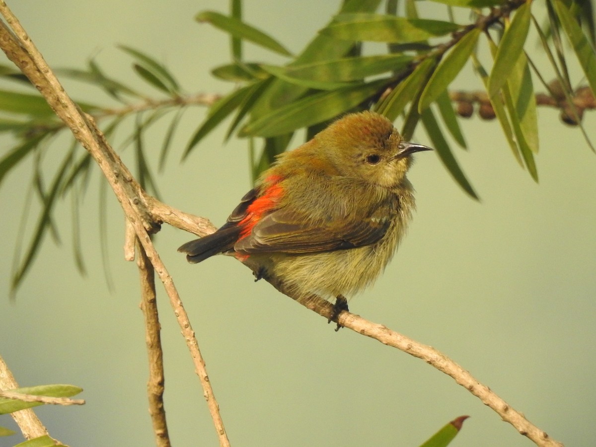 Scharlachmistelfresser - ML654515487