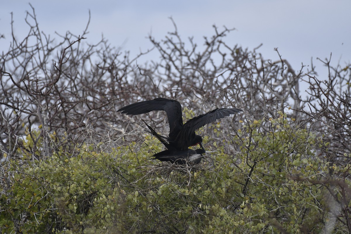 פריגט הדור - ML654515515