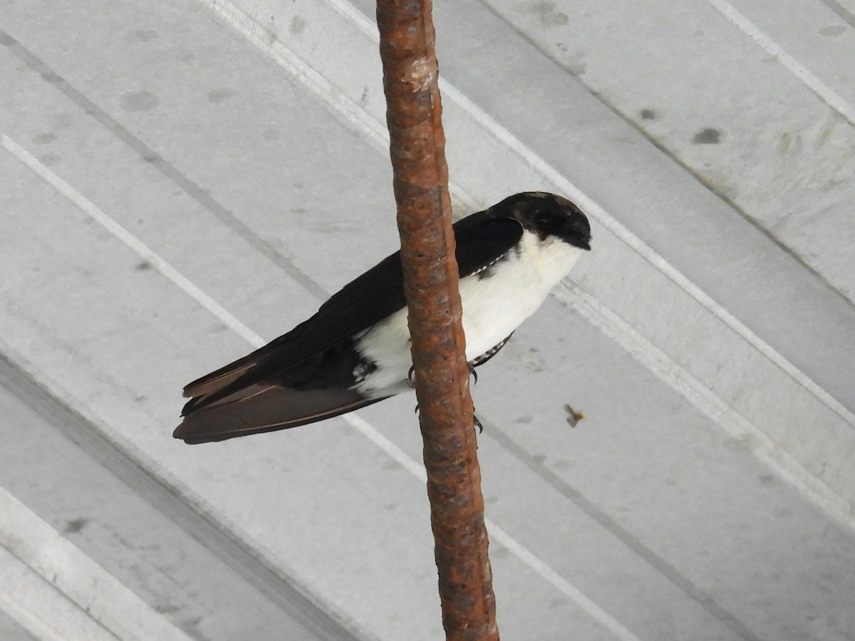 Blue-and-white Swallow - ML654515534