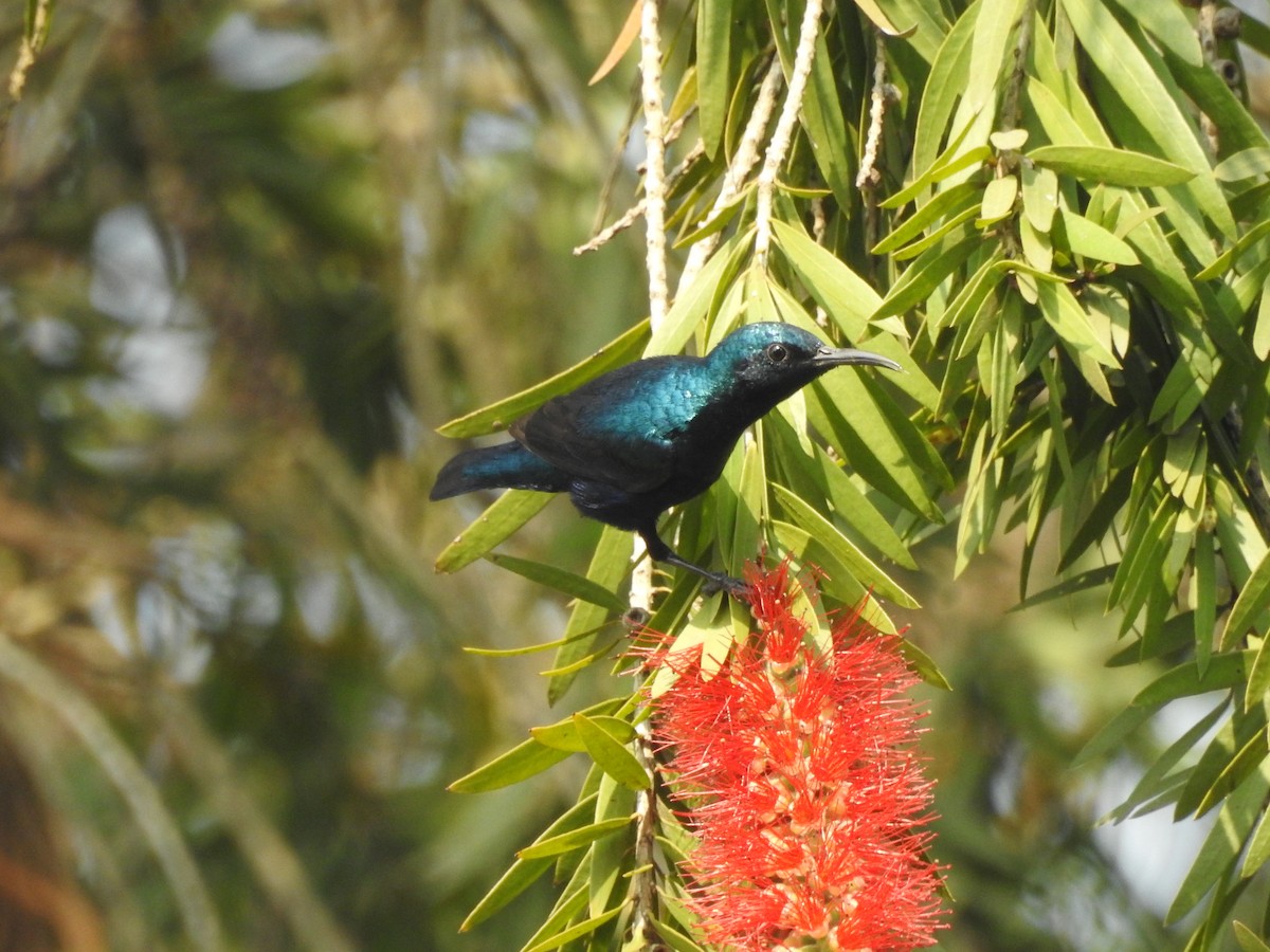 Purpurnektarvogel - ML654515554