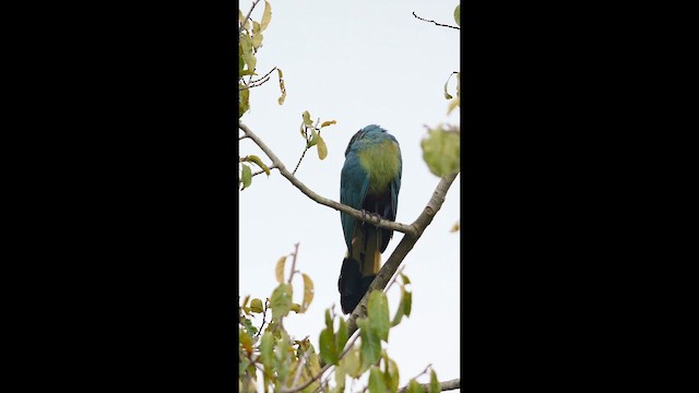 turako velký - ML654515558