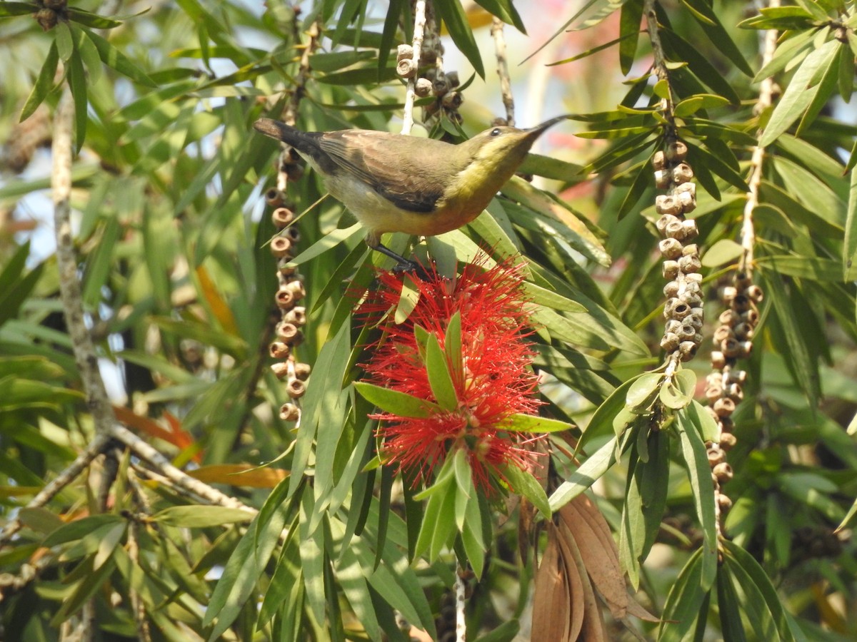 Purpurnektarvogel - ML654515628