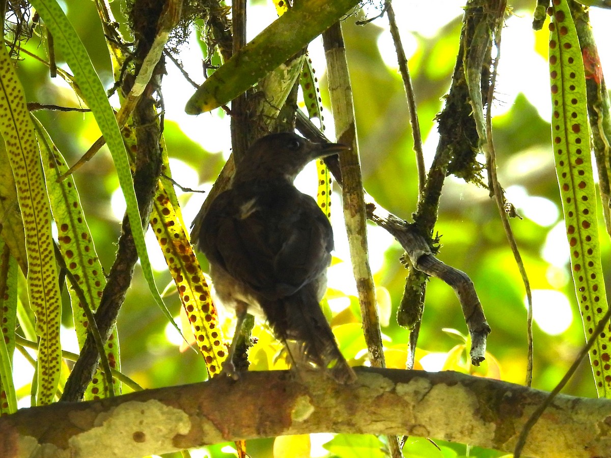 Black-billed Thrush - ML654515940
