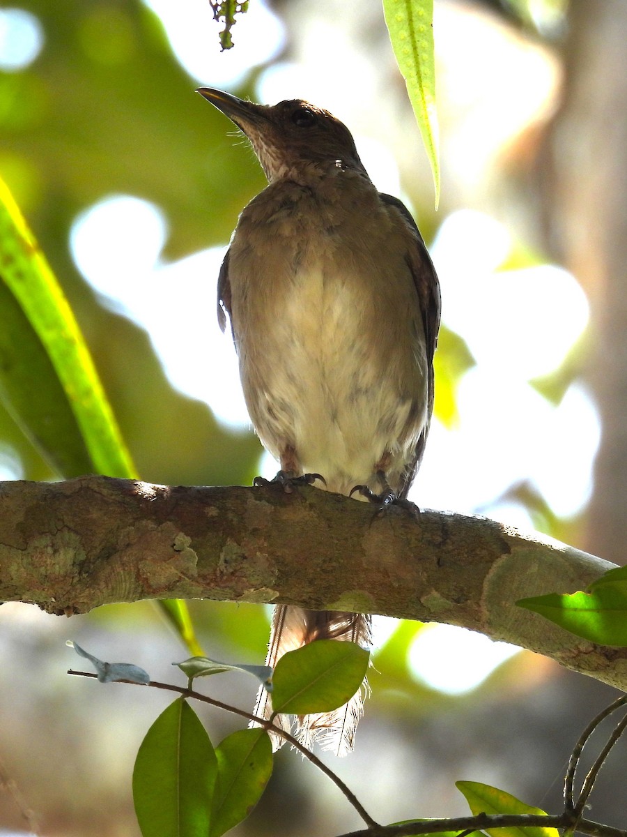 Black-billed Thrush - ML654515941