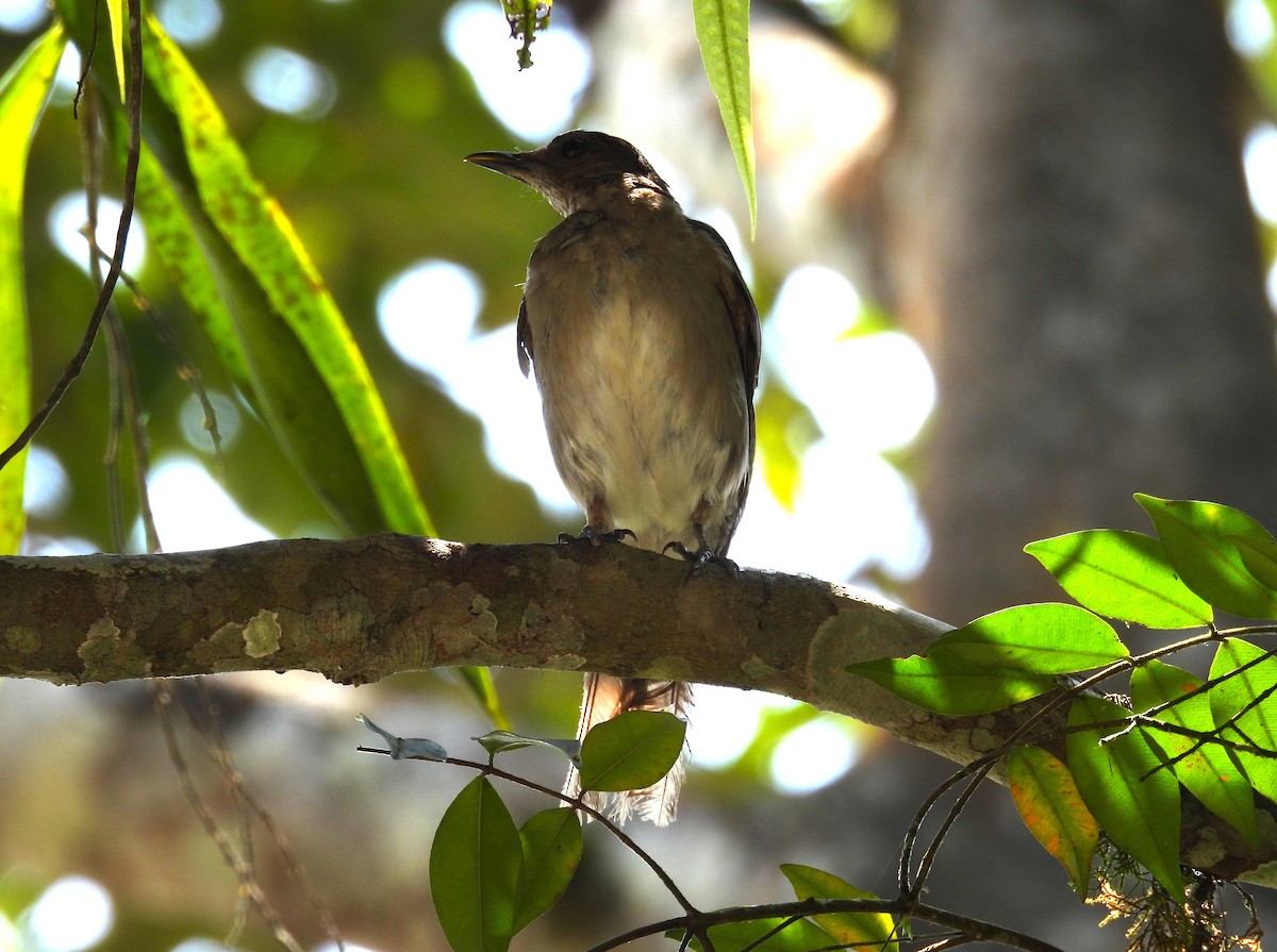 Black-billed Thrush - ML654515942