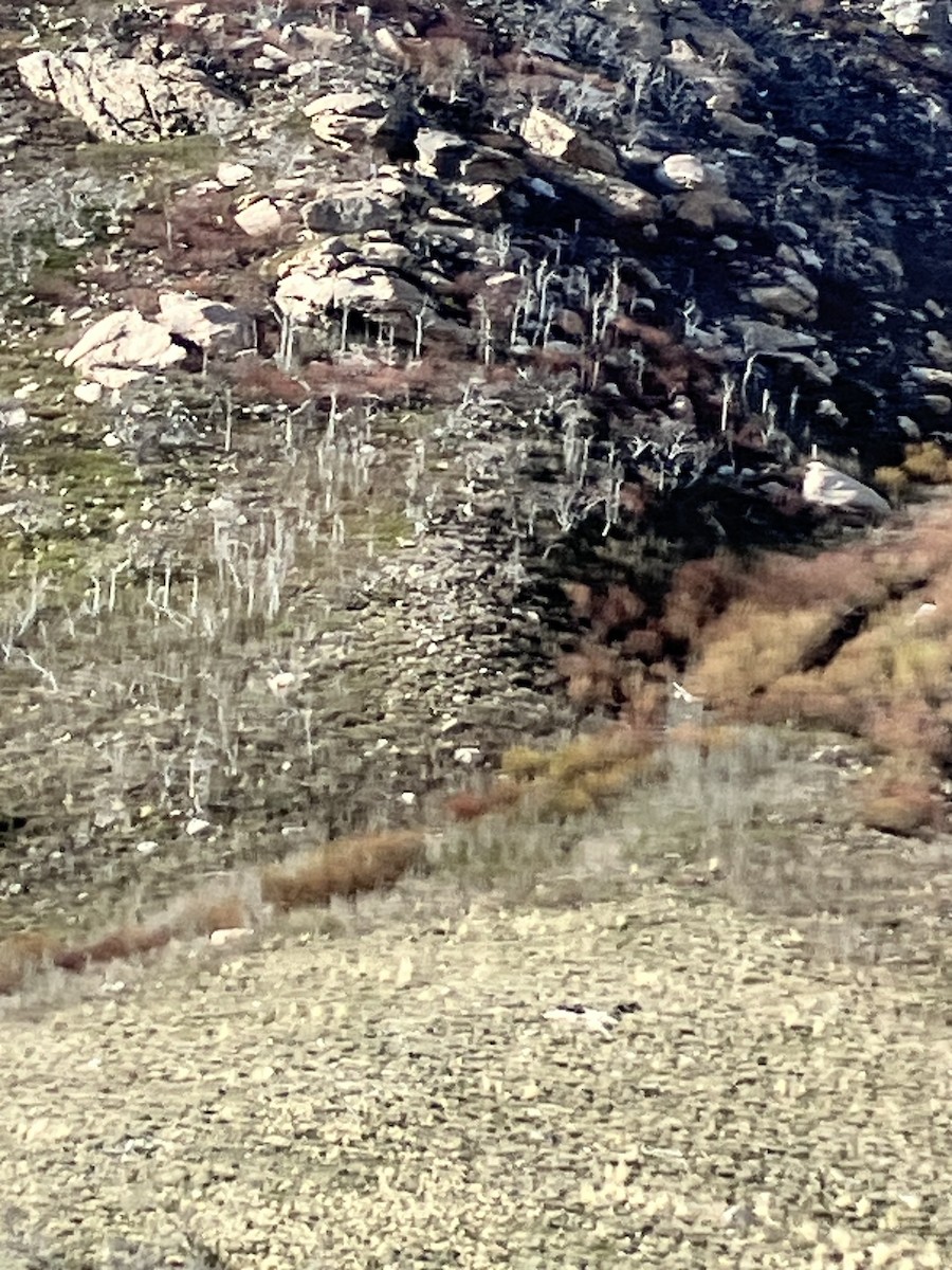 null - ML654516660