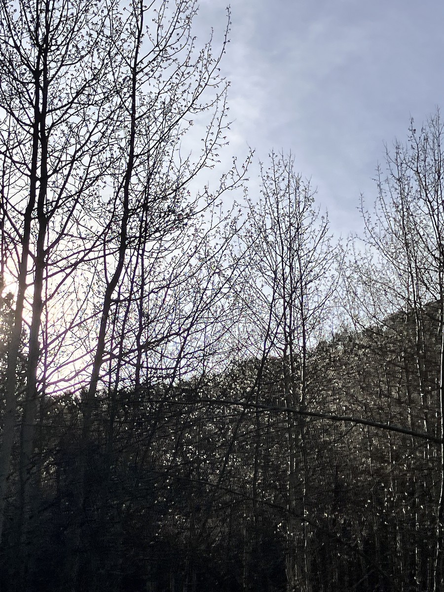 null - ML654516661