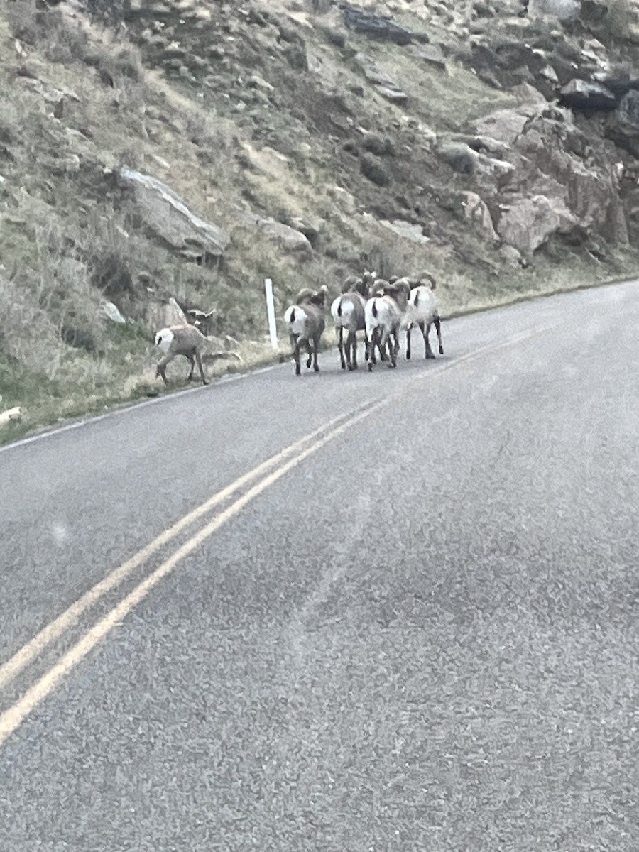 Bighorn Sheep - ML654516729