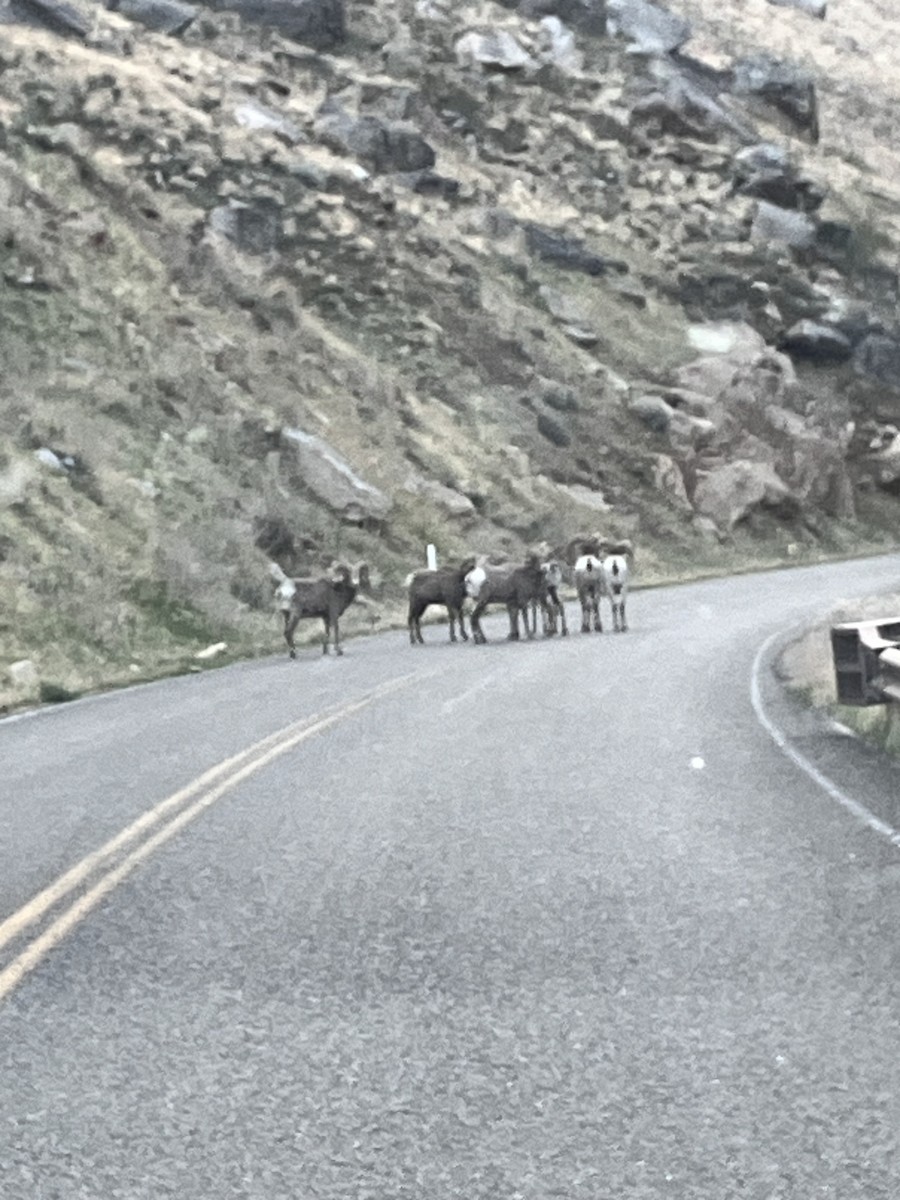 Bighorn Sheep - ML654516730