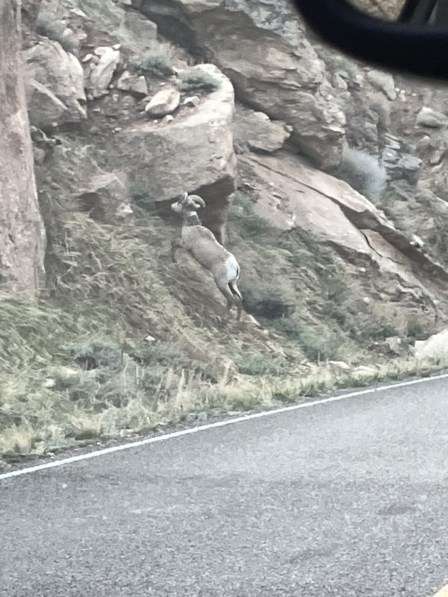 Bighorn Sheep - ML654516731