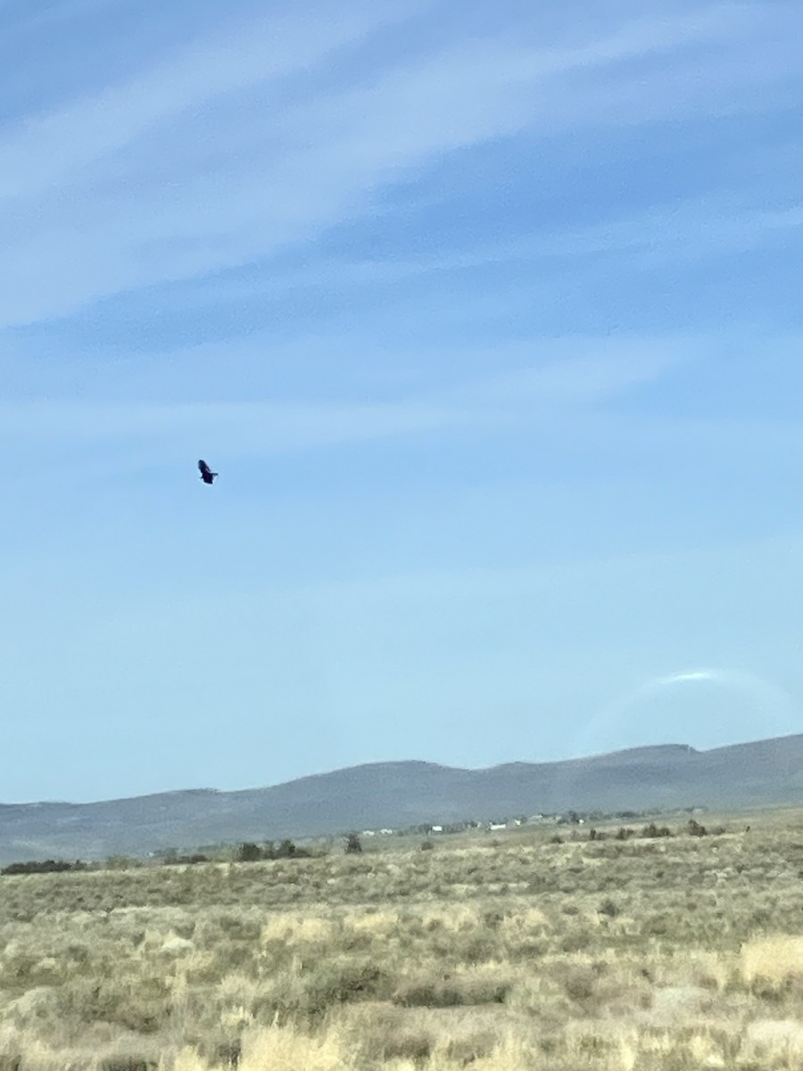 kondor krocanovitý - ML654516829