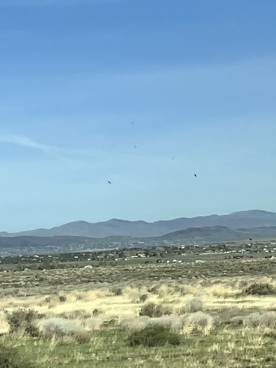 kondor krocanovitý - ML654516830