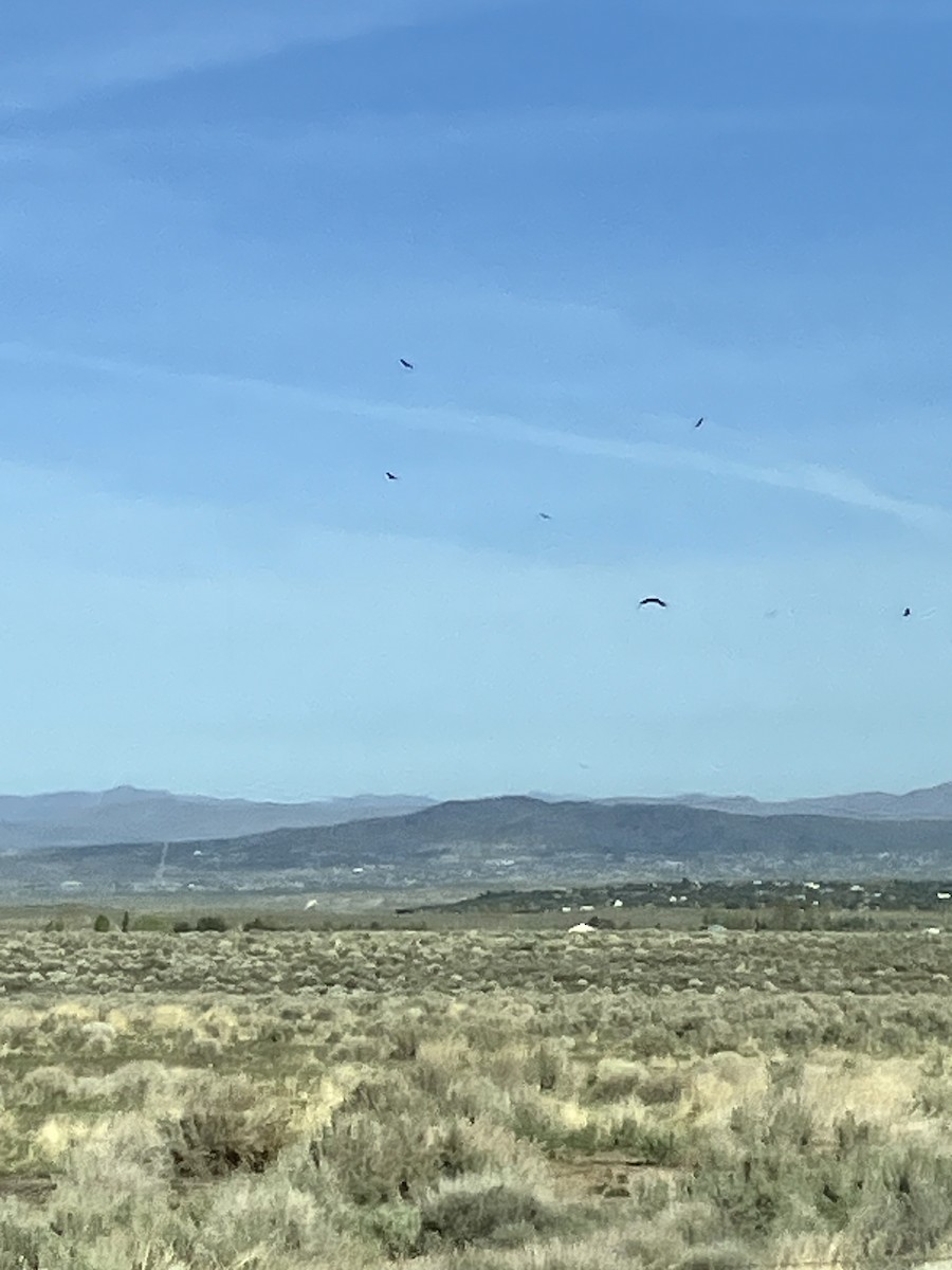 kondor krocanovitý - ML654516831