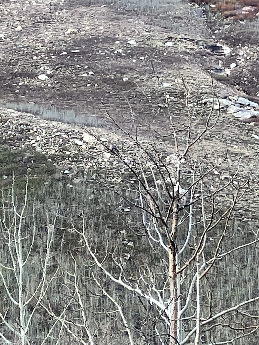 datel zlatý - ML654516838