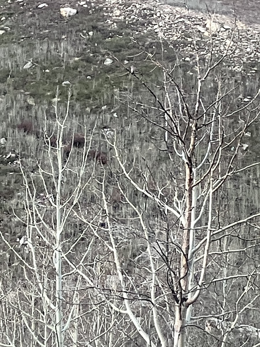 datel zlatý - ML654516839