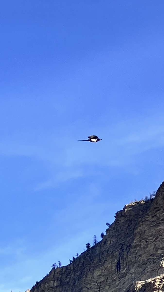 straka americká - ML654516880