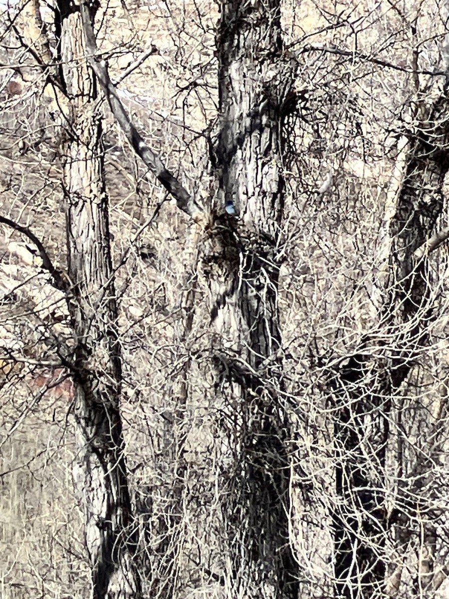 salašník horský - ML654516895