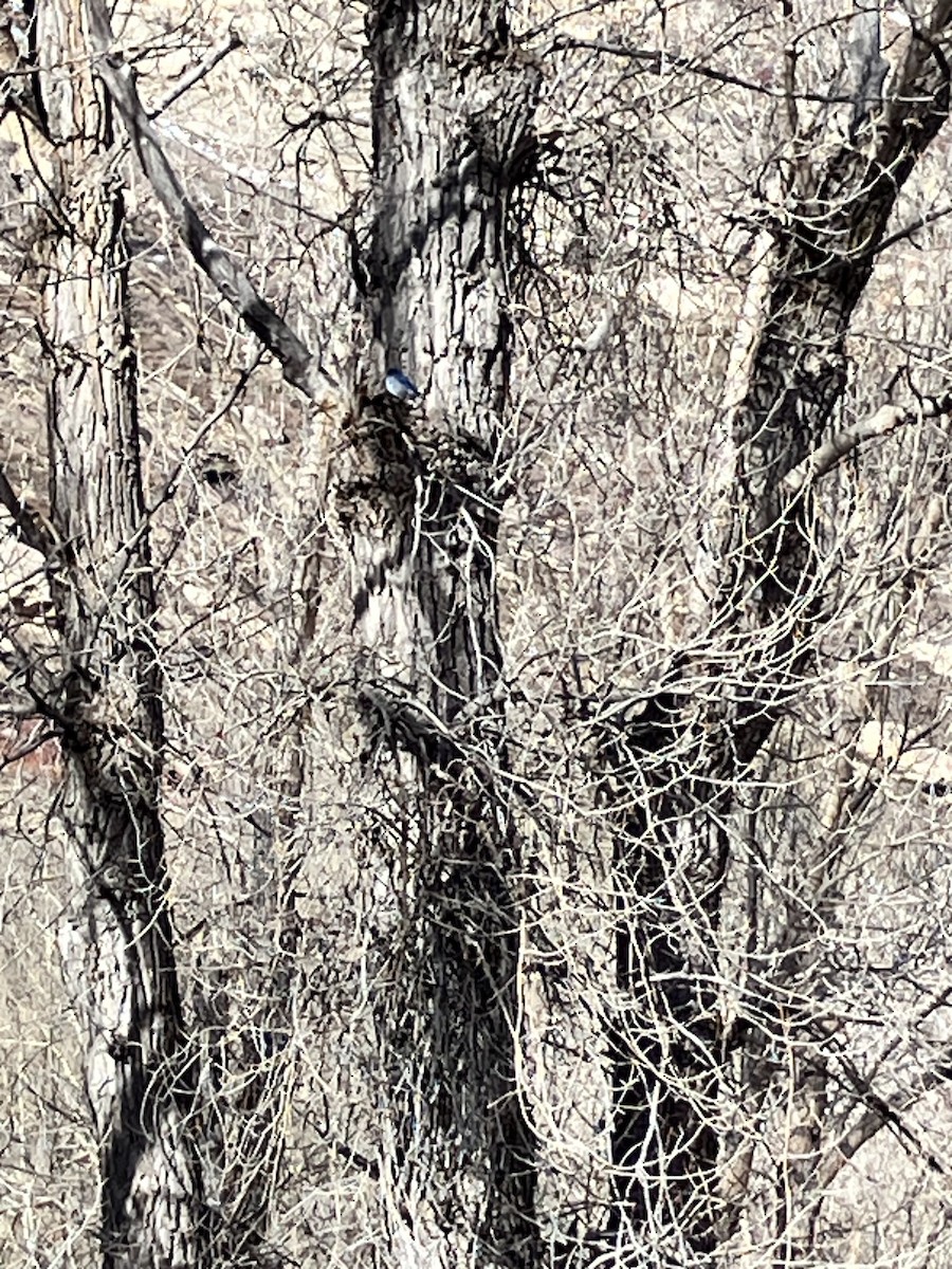 salašník horský - ML654516897