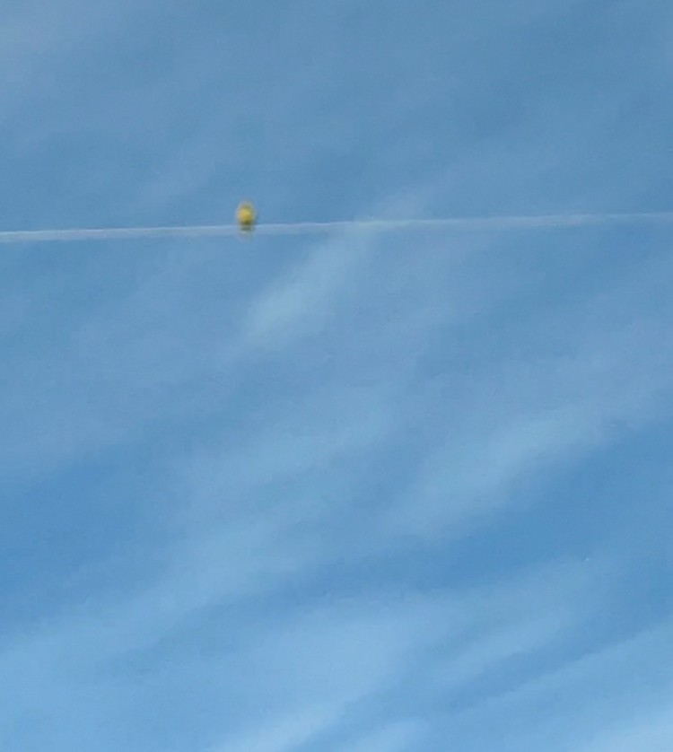 Western Meadowlark - ML654516928