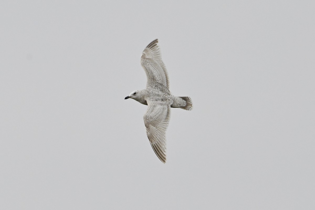 Полярная чайка - ML654518303