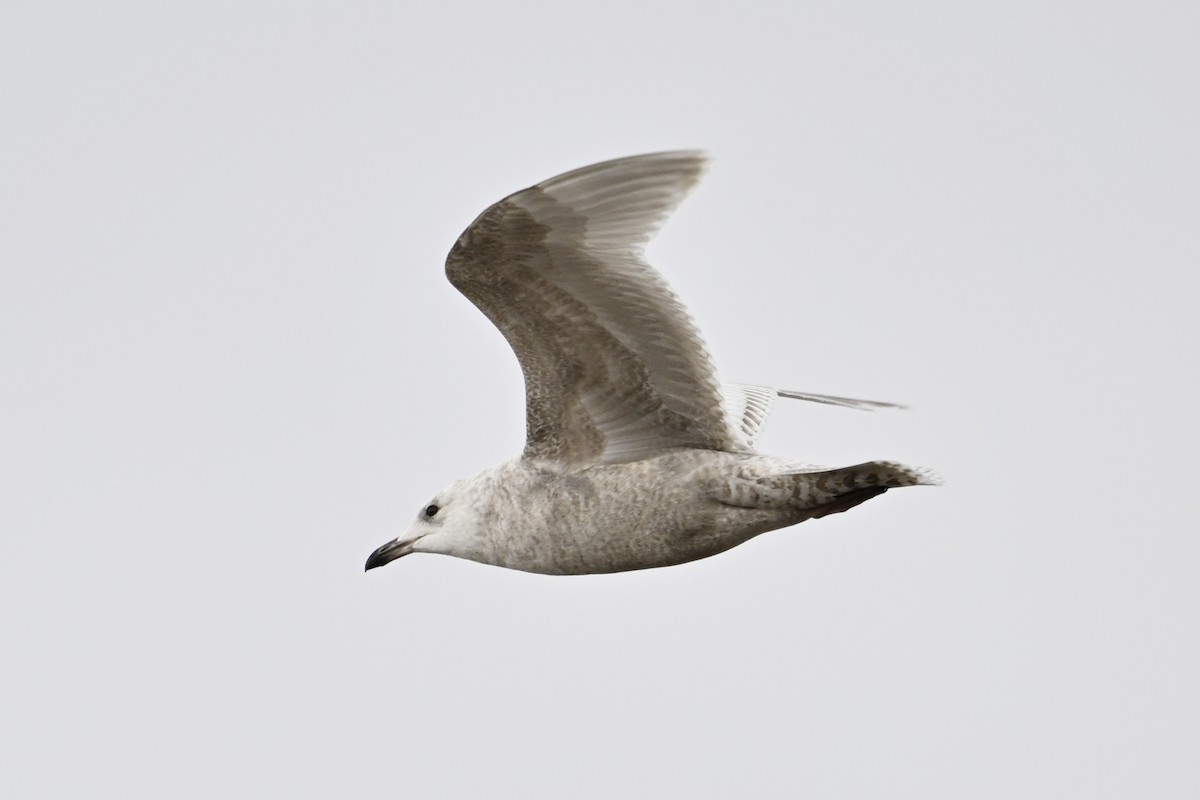 Полярная чайка - ML654518311