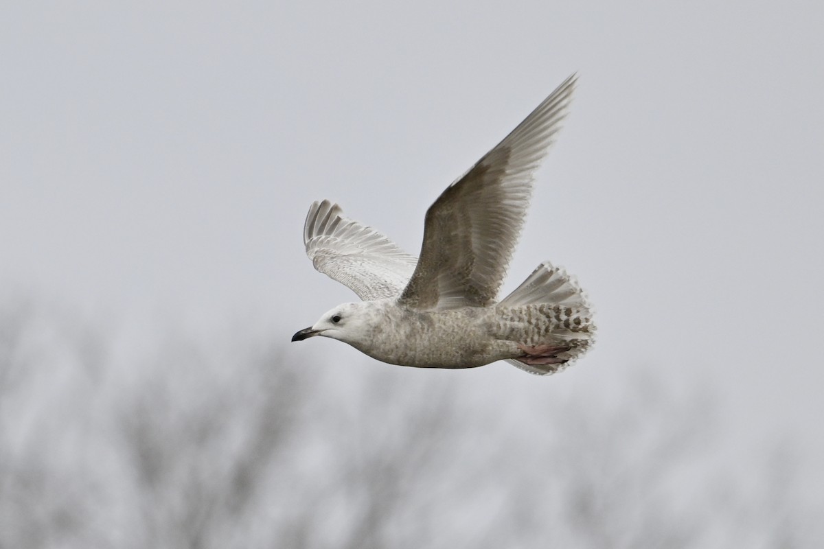 Полярная чайка - ML654518316