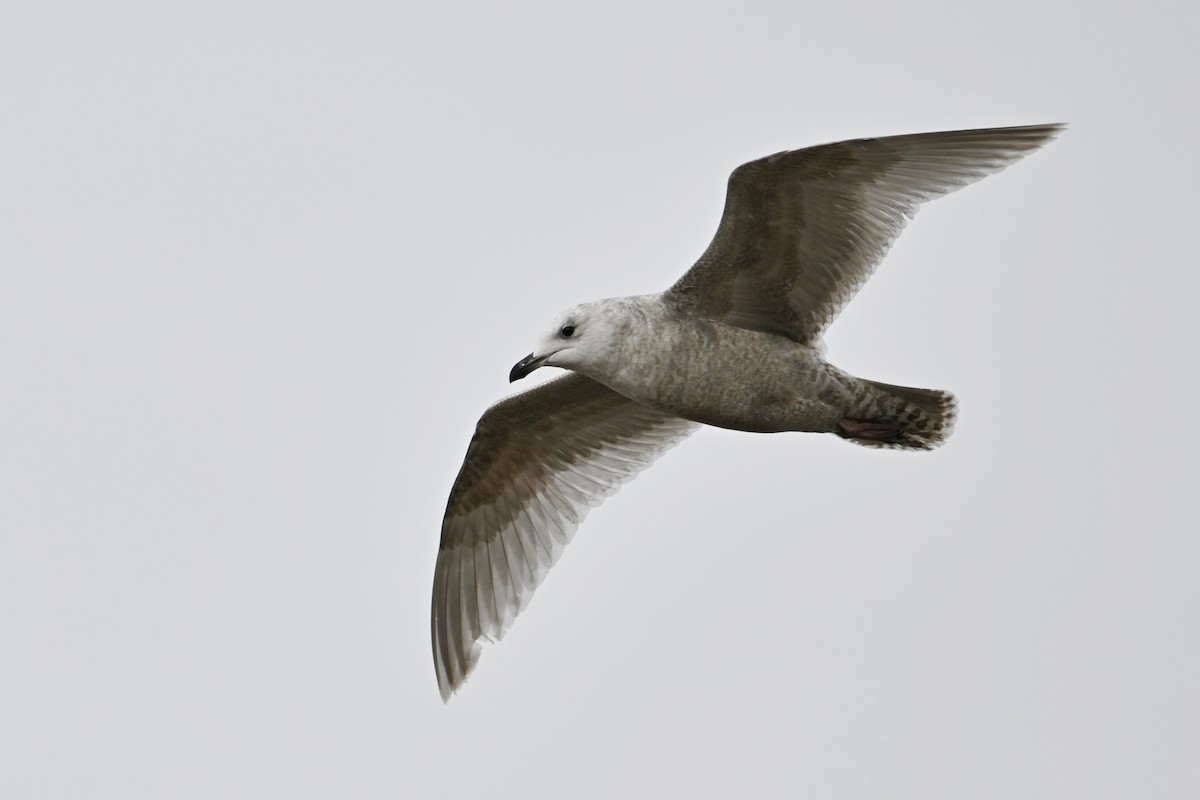 Полярная чайка - ML654518323