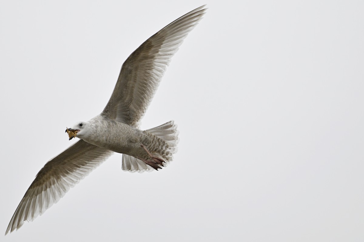 Полярная чайка - ML654518336