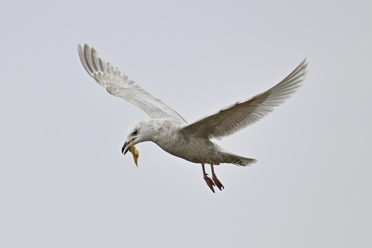 Полярная чайка - ML654518340