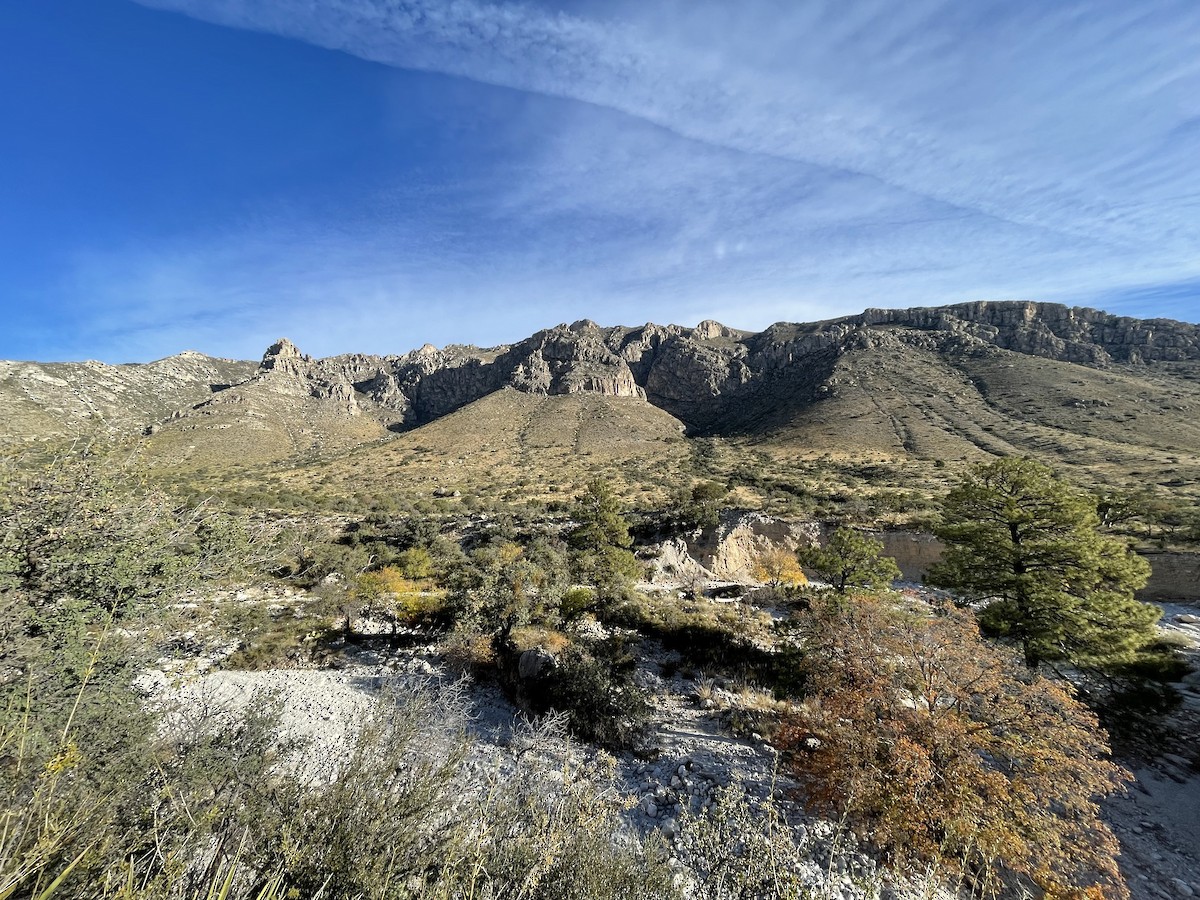 null - ML654519257
