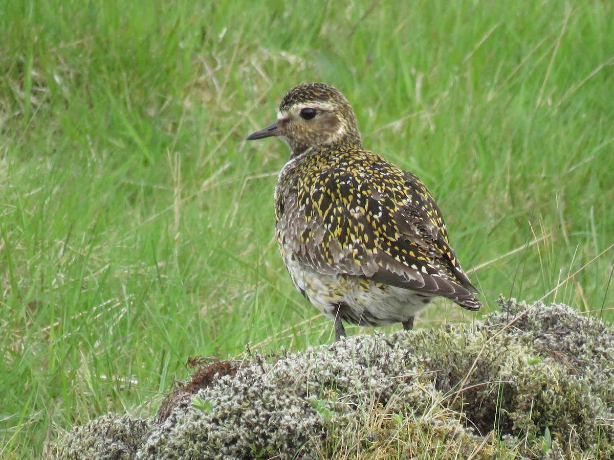 European Golden-Plover - ML65451931