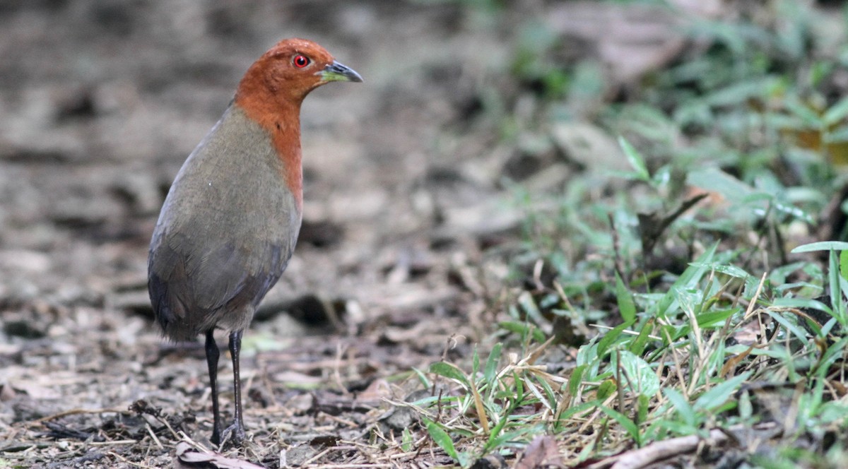 Chestnut-headed Crake - ML65452001