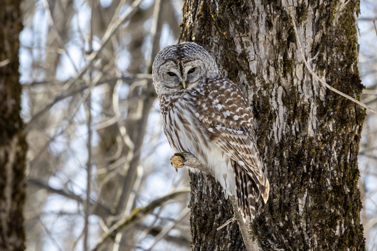 Barred Owl - ML654520437