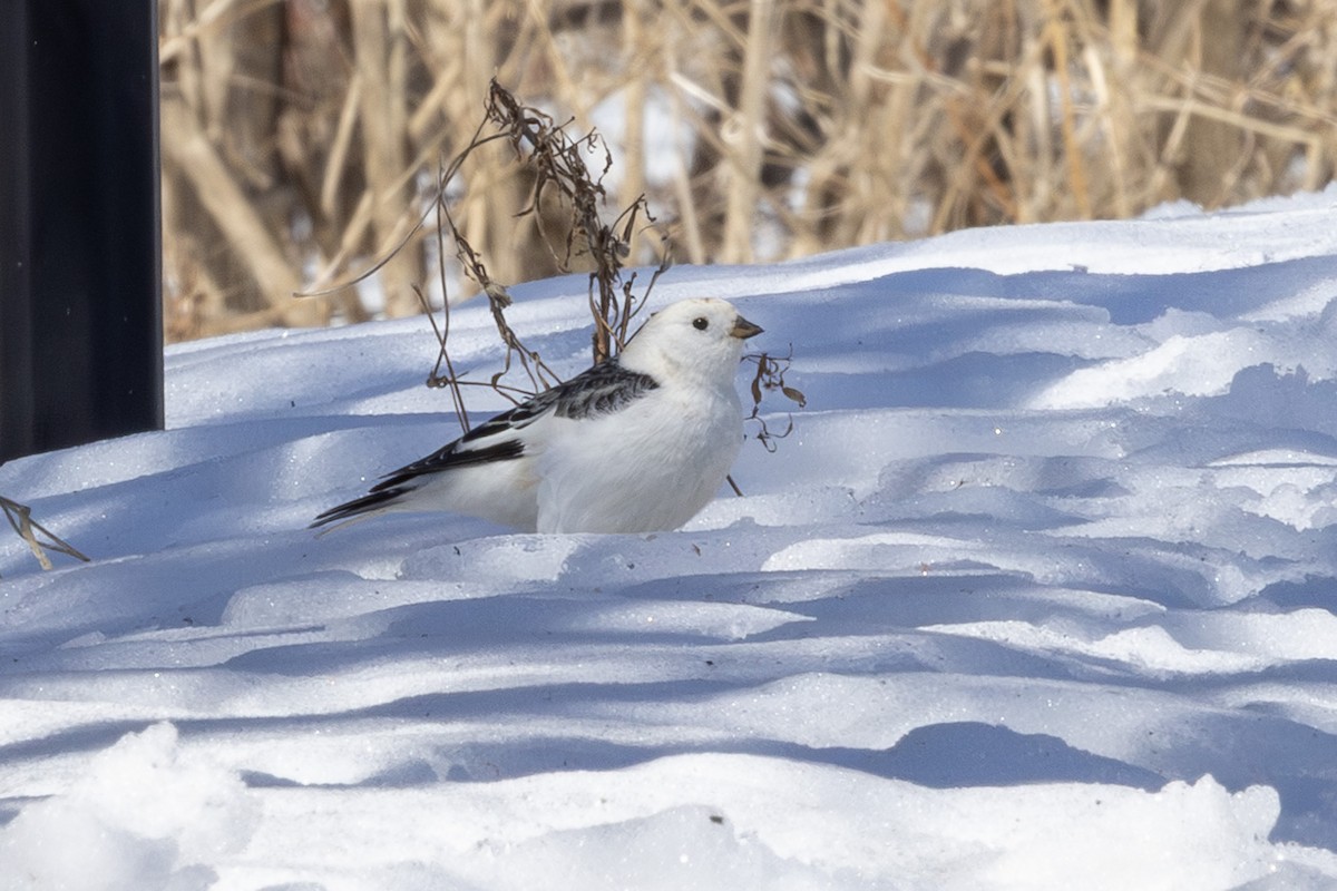 Snow Bunting - ML654520448