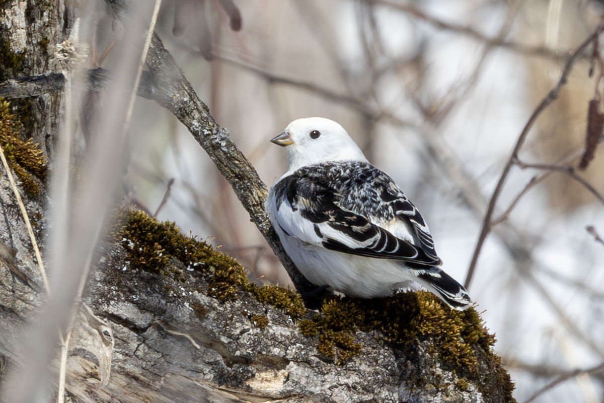Snow Bunting - ML654520453