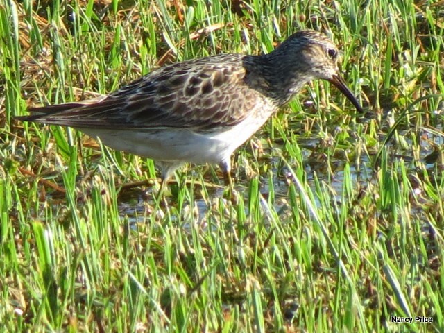 Pectoral Sandpiper - Nancy Price